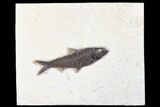 Fossil Fish (Knightia) - Green River Formation #179303-1
